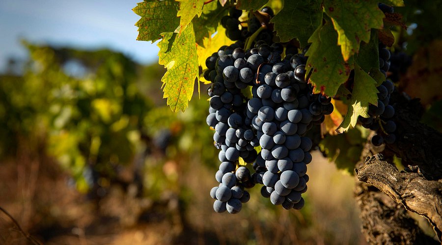 Vinos de Espana - Weine aus Spanien